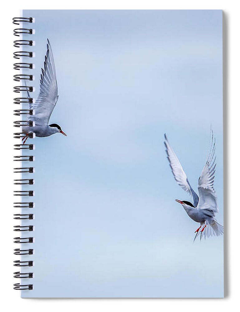 Fighting Terns Spiral Notebook featuring the photograph Fighting terns by Torbjorn Swenelius