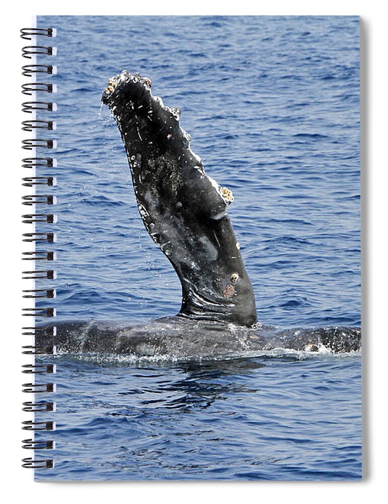 Humpback Whale Spiral Notebook featuring the photograph Fin Slap by Shoal Hollingsworth
