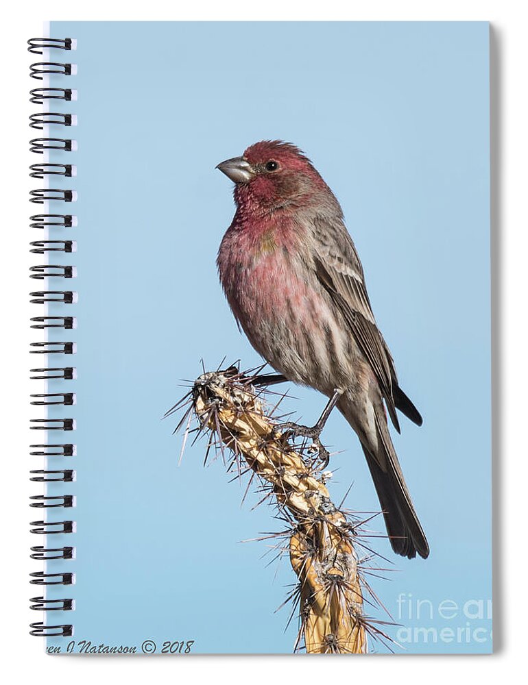 Natanson Spiral Notebook featuring the photograph Finch on Cholla by Steven Natanson