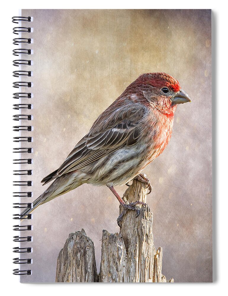 Chordata Spiral Notebook featuring the photograph Finch Posted On Top by Bill and Linda Tiepelman