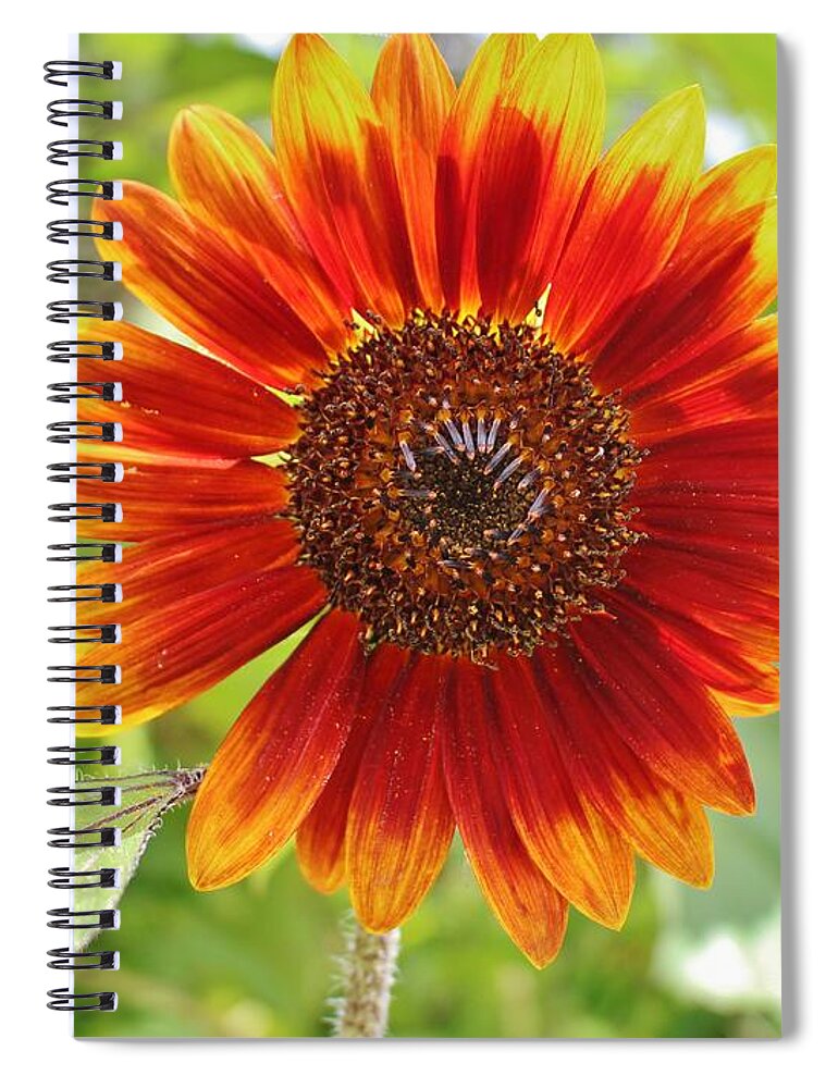 Sunflower Spiral Notebook featuring the photograph Firecracker Flower by Cynthia Guinn