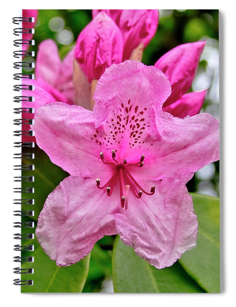 Rhododendron Spiral Notebook featuring the photograph First and Curious. by Elena Perelman