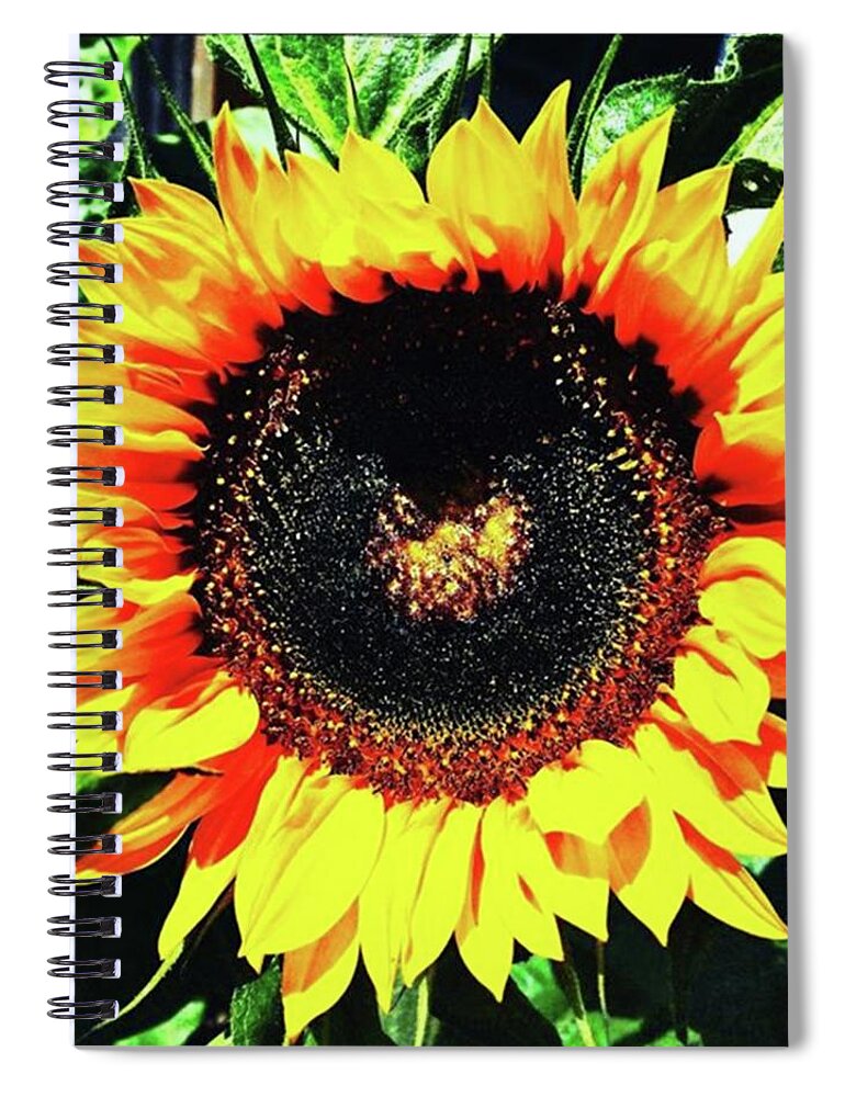 Summer Spiral Notebook featuring the photograph First Sunflower Of The Summer by Ginger Oppenheimer