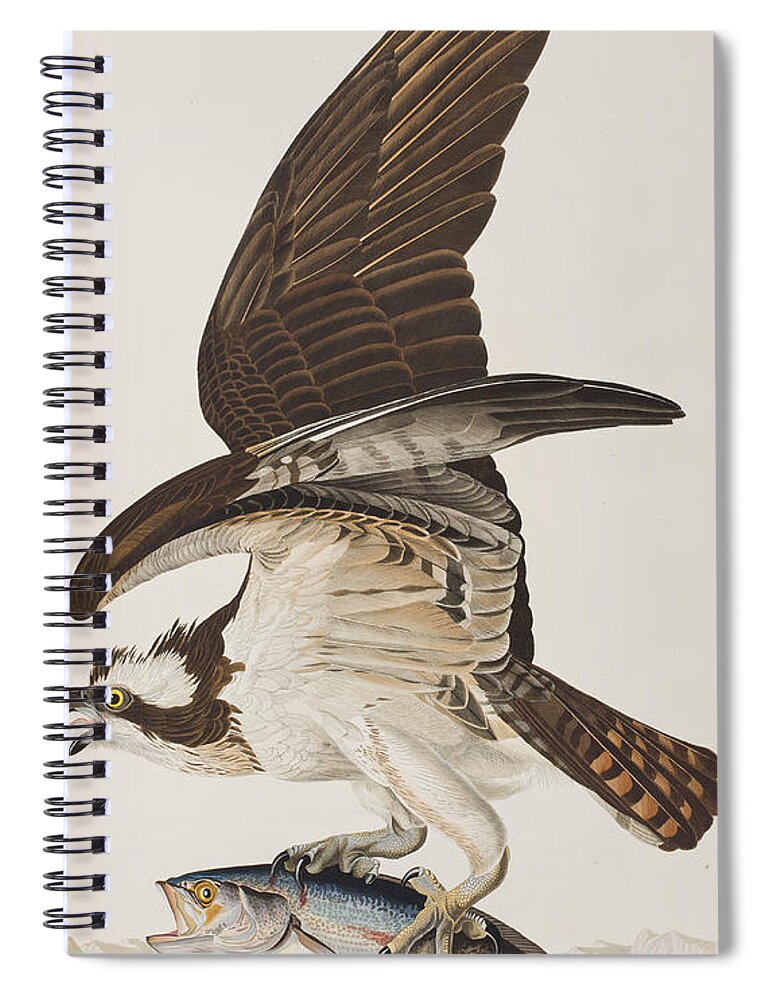 Fish Hawk or Osprey Spiral Notebook by John James Audubon - Bridgeman Prints