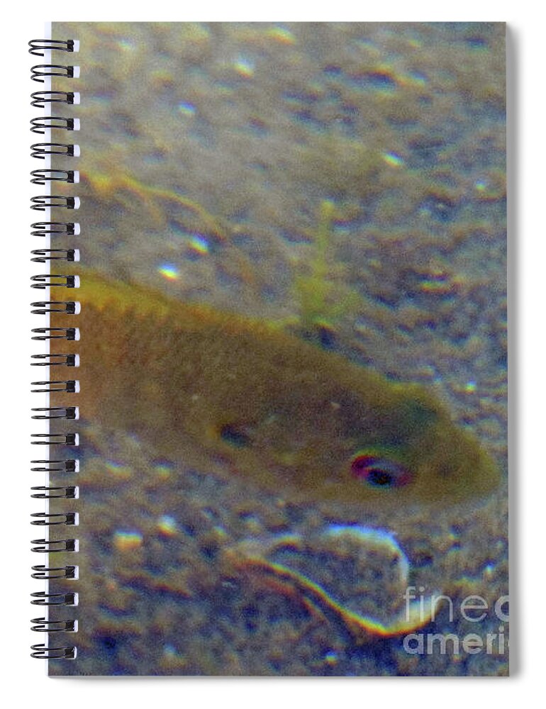 Fish Spiral Notebook featuring the photograph Fish Sandy Bottom by Rockin Docks Deluxephotos