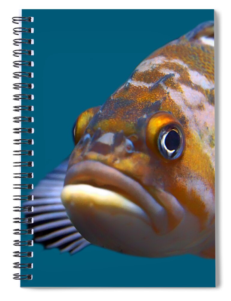 Fish Spiral Notebook featuring the photograph Fish - Transparent by Nikolyn McDonald