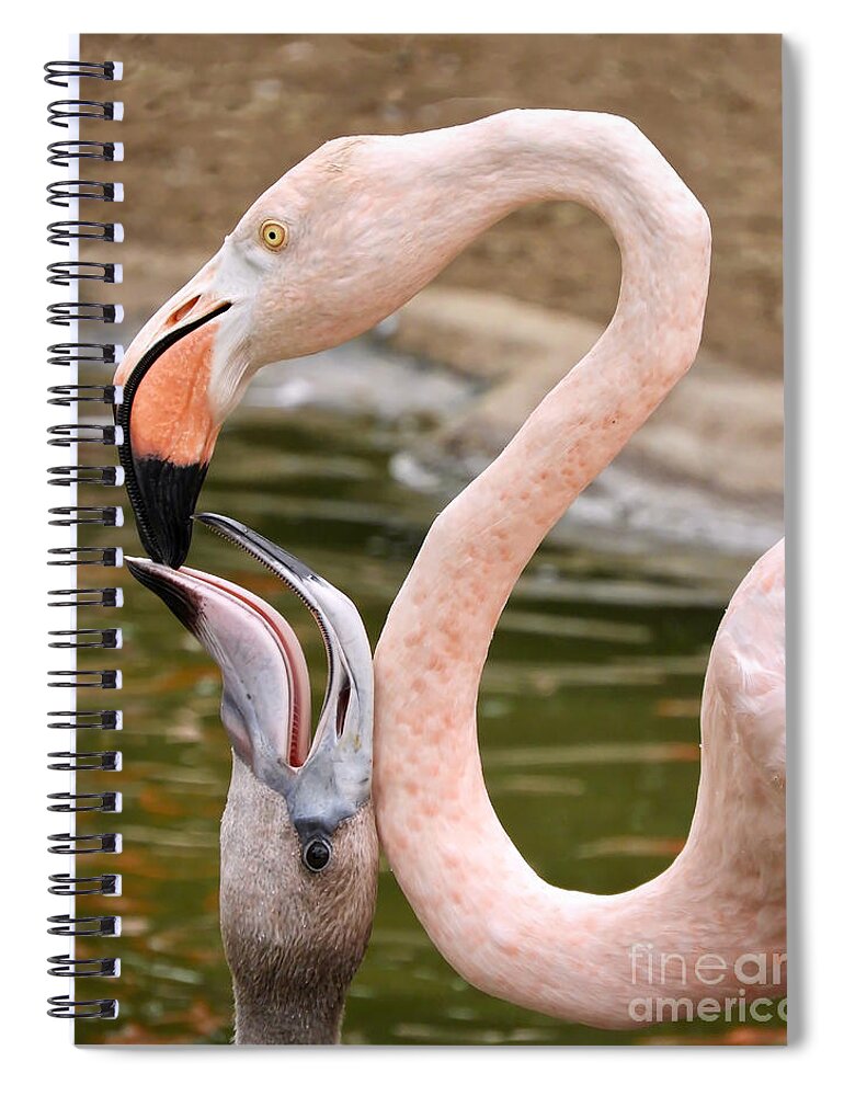 Flamingo Spiral Notebook featuring the photograph Flamingo Feeding by Beth Myer Photography