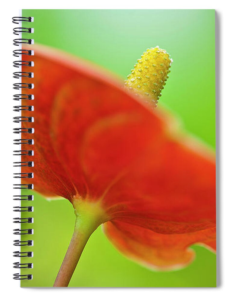 Anthurie Spiral Notebook featuring the photograph Flamingo Flower 2 by Heiko Koehrer-Wagner