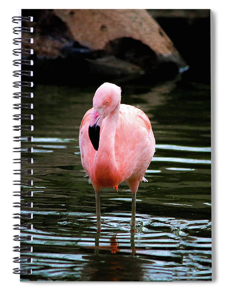 Flamingo Spiral Notebook featuring the photograph Flamingo in Water by Veronica Batterson