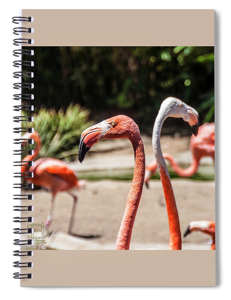  American Flamingo Spiral Notebook featuring the photograph Flamingo Pair by Daniel Hebard