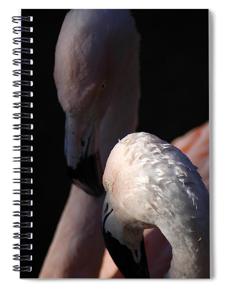 Pair Spiral Notebook featuring the photograph Flamingo Study - 1 by DArcy Evans