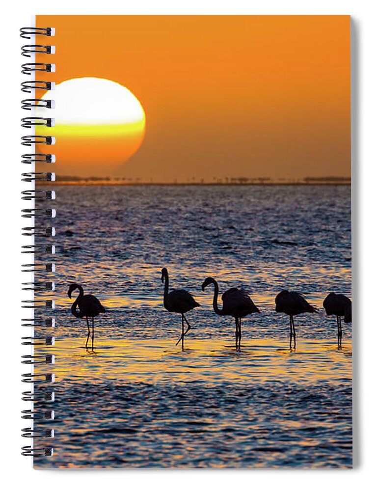Africa Spiral Notebook featuring the photograph Flamingo Sunset by Inge Johnsson