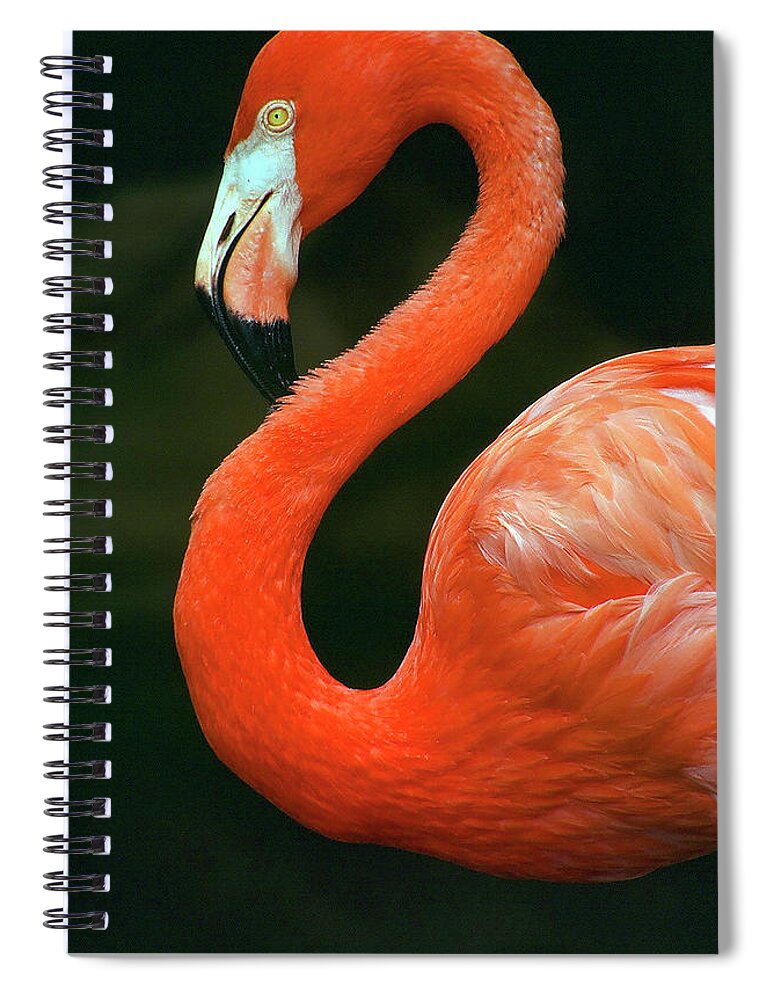 Flamingo Spiral Notebook featuring the photograph Flamingo by Ted Keller