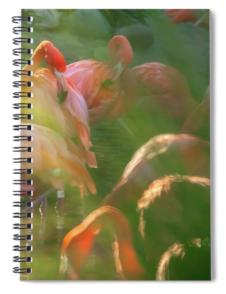 Bird Spiral Notebook featuring the photograph Flamingoes by Jonathan Nguyen