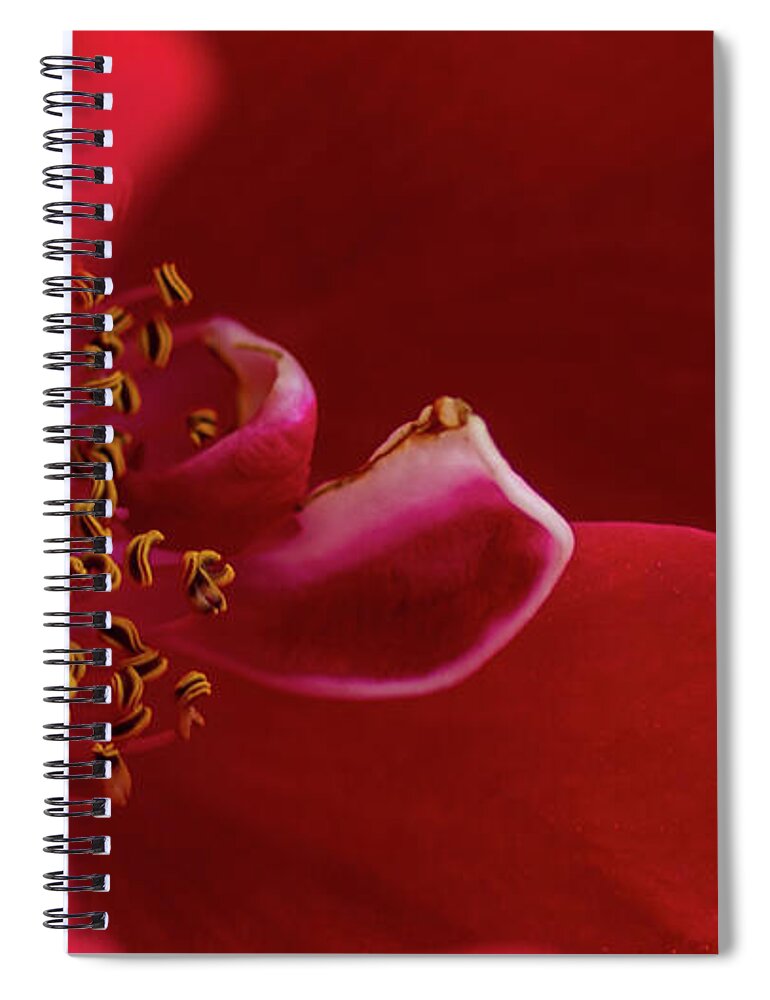 Rosa 'flammentanz' Spiral Notebook featuring the photograph Flammentanz by Torbjorn Swenelius