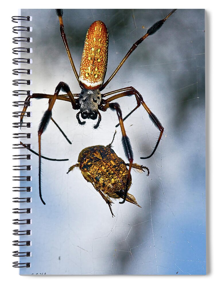 Golden Silk Orb-weaver Spiral Notebook featuring the photograph Flew In For Dinner by Christopher Holmes