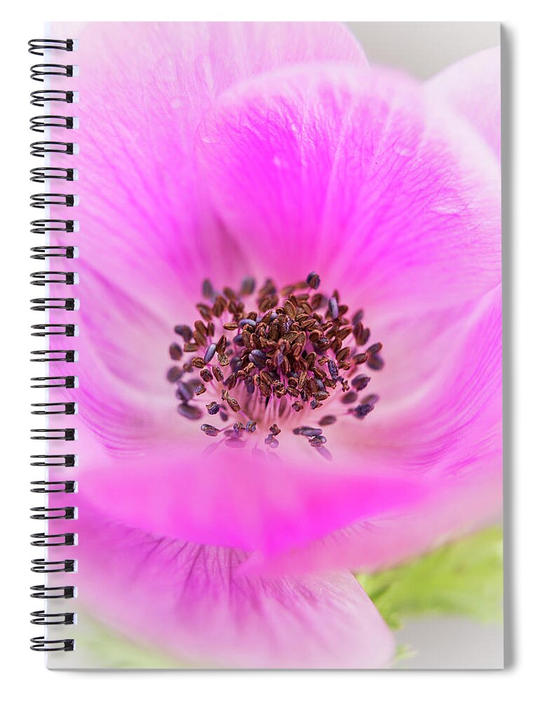 Anemone Spiral Notebook featuring the photograph Floating by Caitlyn Grasso