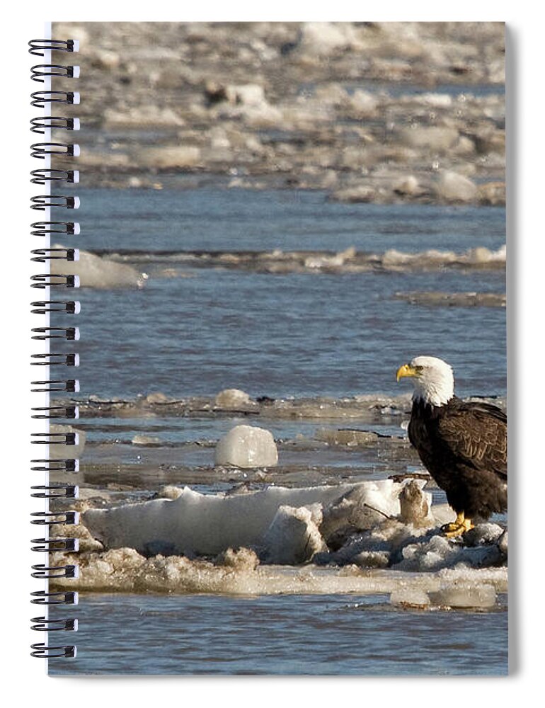 Eagle Spiral Notebook featuring the photograph Floating Down the Mississippi by Steve Stuller