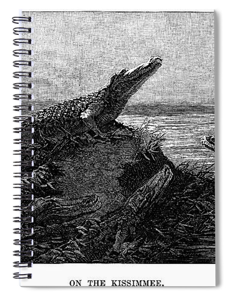 1886 Spiral Notebook featuring the photograph Florida Alligators, 1886 by Granger