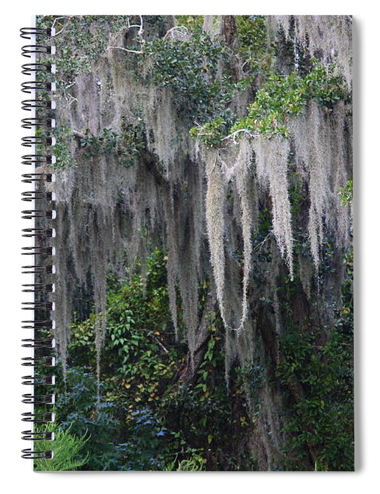 Spanish Moss Spiral Notebook featuring the photograph Florida Mossy Tree by Carol Groenen