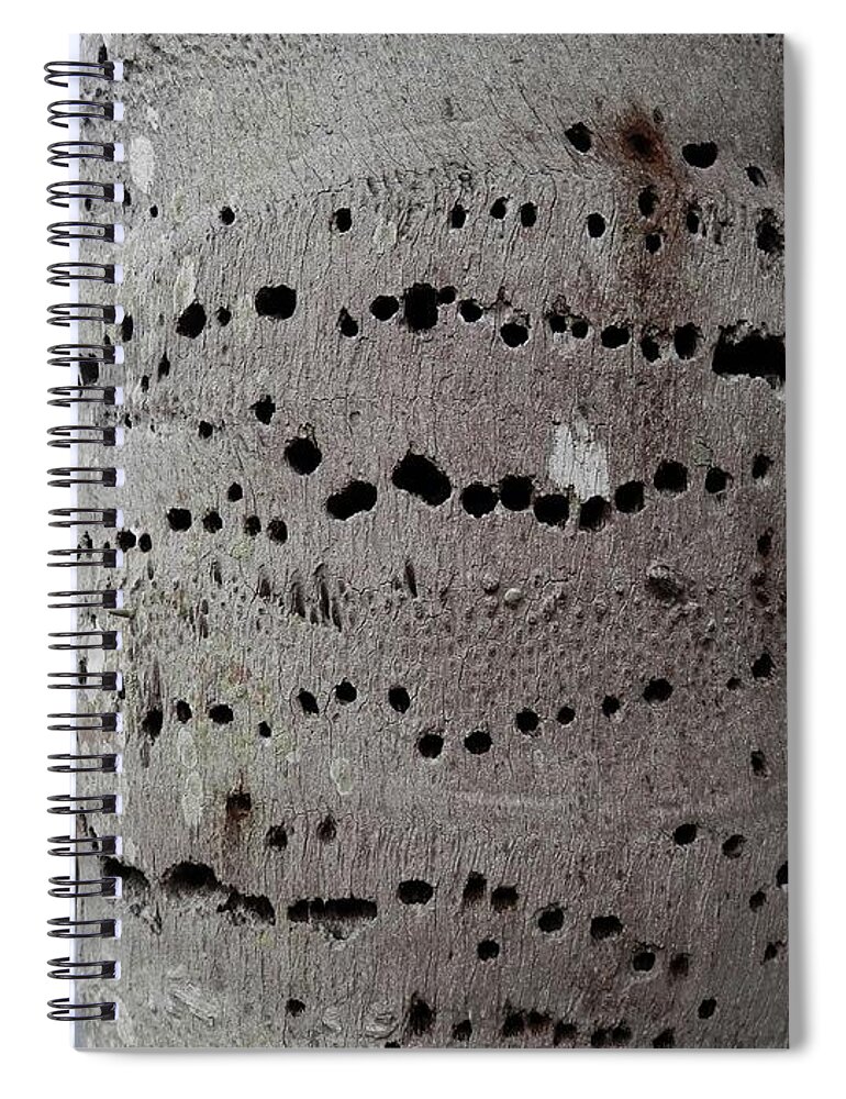 #crazy #woodpecker #holes On #palm Tree In #port Richey #florida #canal Side Spiral Notebook featuring the photograph Florida Palm Pecked by Woodpecker by Belinda Lee