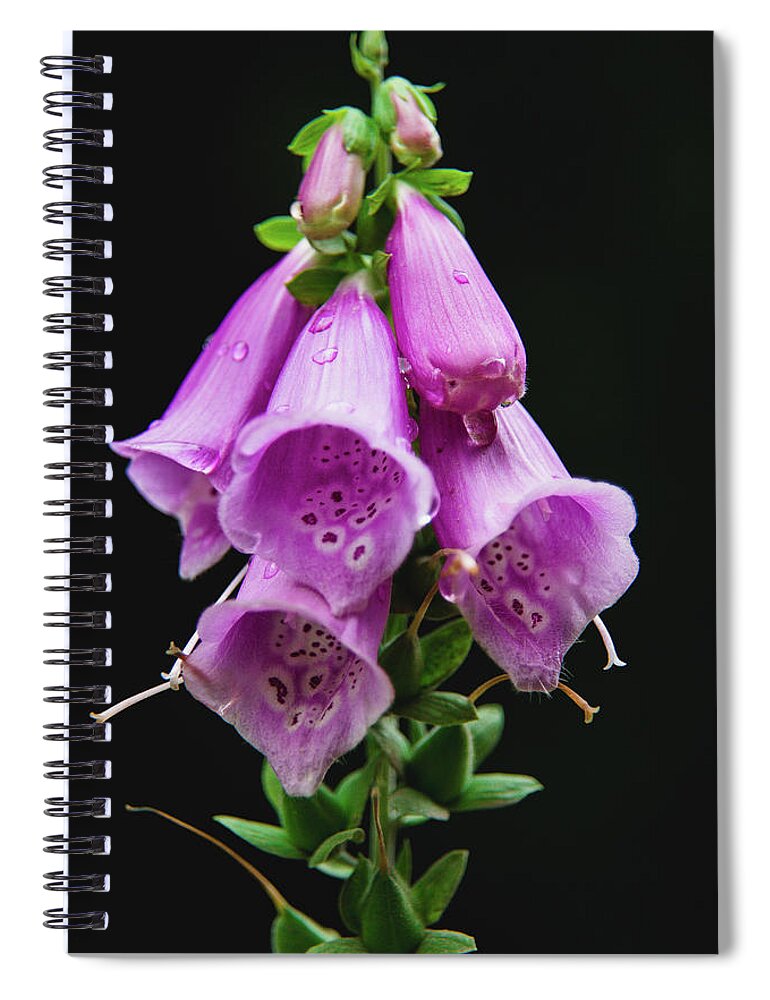 Nature Spiral Notebook featuring the photograph Flower 6 by Mati Krimerman