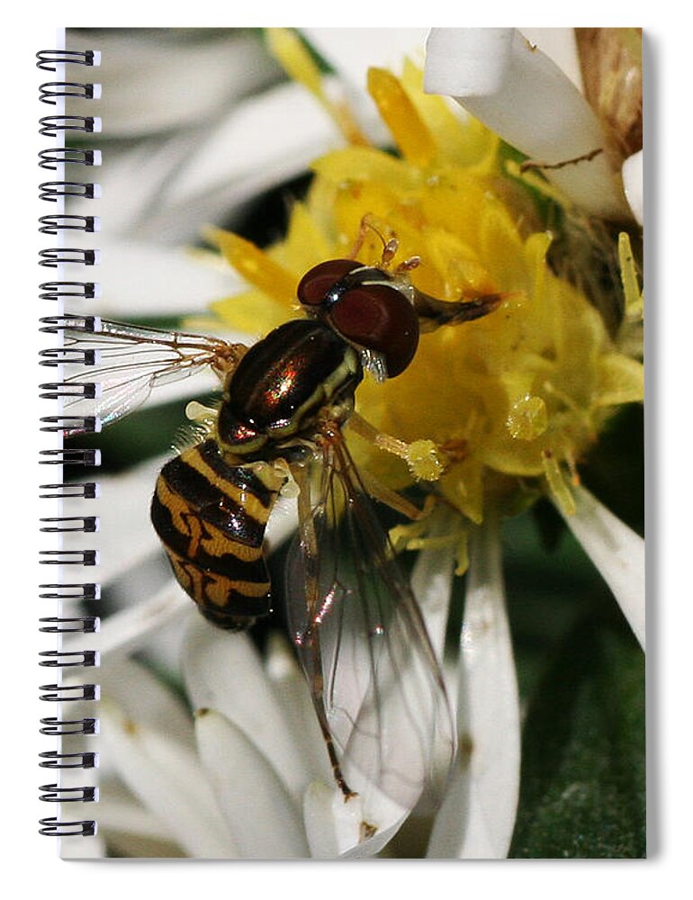 Insect Spiral Notebook featuring the photograph Flower Fly on Wildflower by William Selander