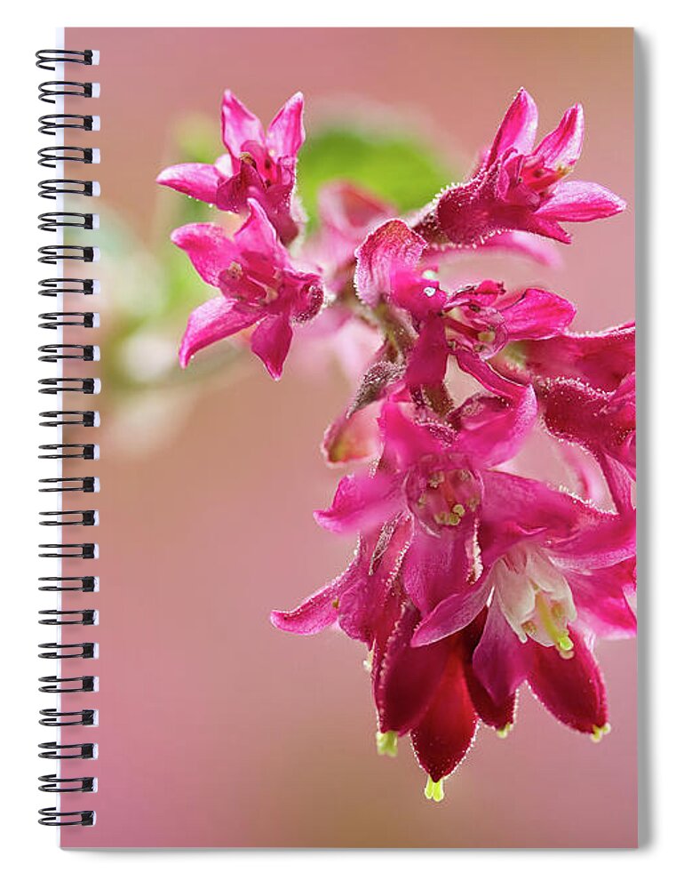 Plant Spiral Notebook featuring the photograph Flowering Currant by Shirley Mitchell