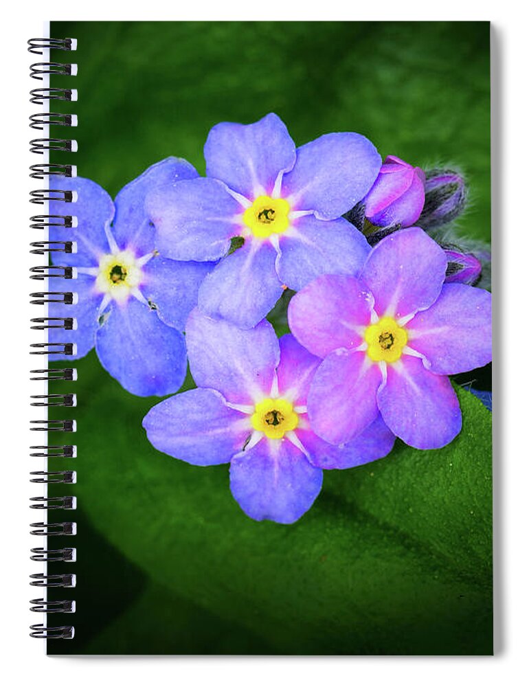 Flowering Forget-me-nots Spiral Notebook featuring the photograph Flowering Forget-me-nots by Carolyn Derstine