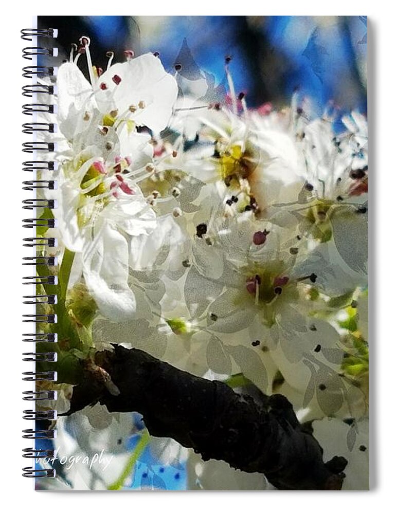 Flowering Pear Spiral Notebook featuring the photograph Flowering Pear by Maria Urso