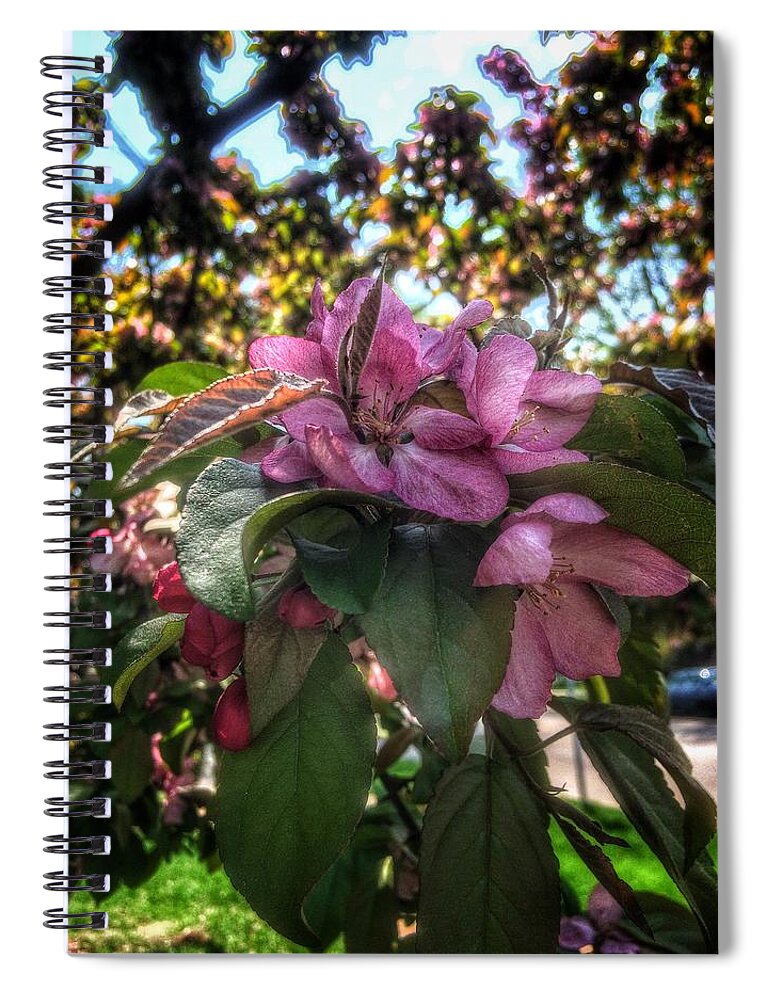 Flowers Spiral Notebook featuring the photograph Flowering Trees by Nick Heap