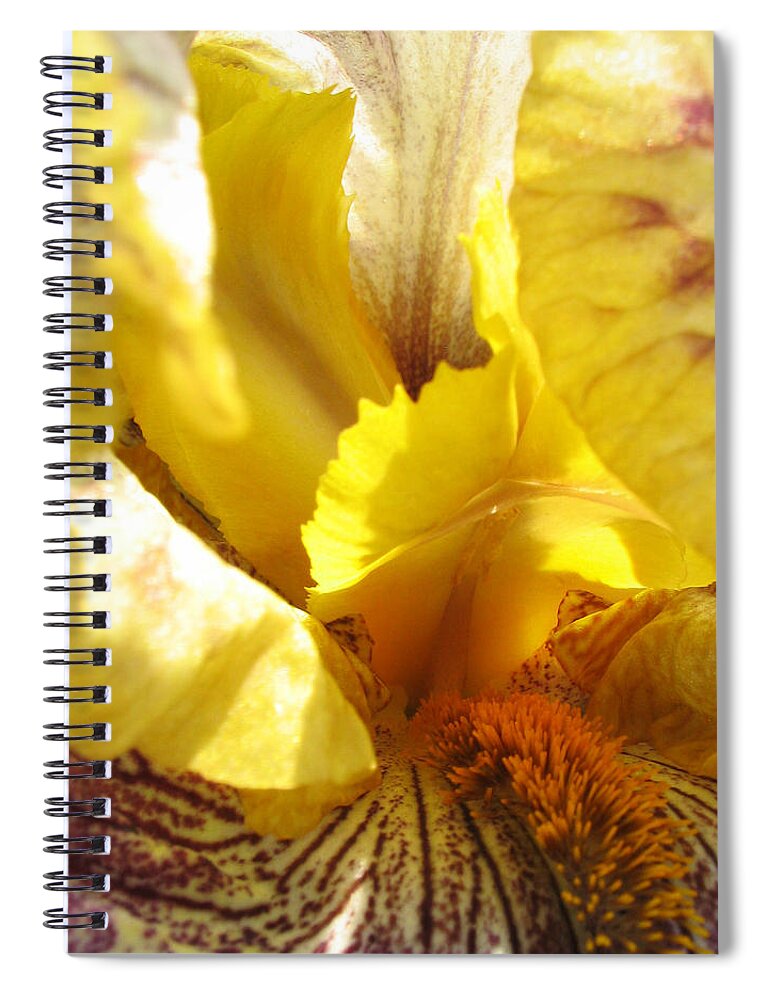 Flower Spiral Notebook featuring the photograph Flowerscape Yellow Iris Three by Laura Davis
