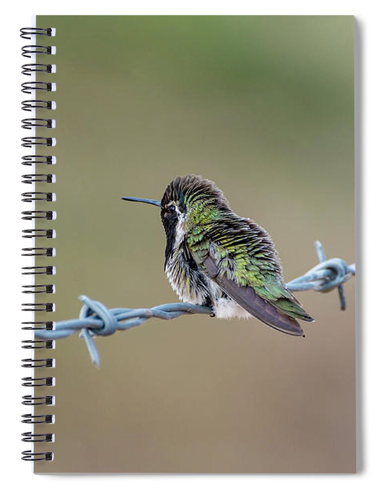 Nature Spiral Notebook featuring the photograph Fluffy Hummingbird by Douglas Killourie