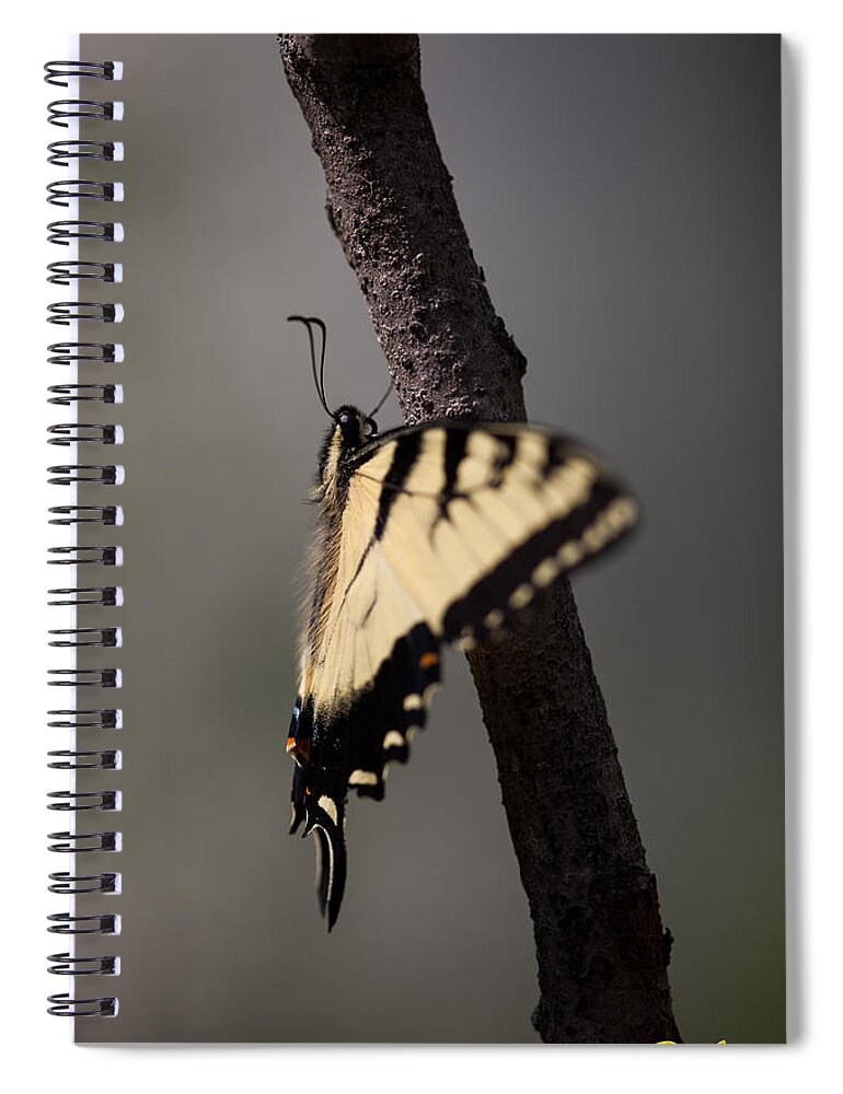 Animals Spiral Notebook featuring the photograph Fluttering Swallowtail by Rikk Flohr