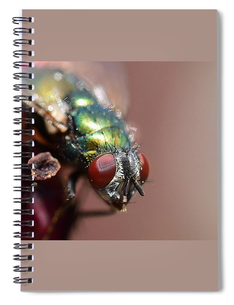 Linda Brody Spiral Notebook featuring the photograph Fly Eyes by Linda Brody