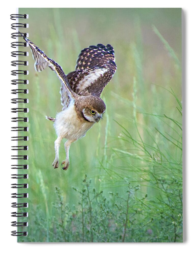 Burrowing Owls Spiral Notebook featuring the photograph Flying Baby Burrowing Owl by Judi Dressler