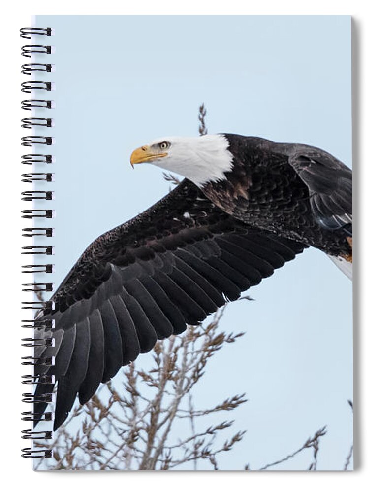 Eagle Spiral Notebook featuring the photograph Flying by Crystal Socha