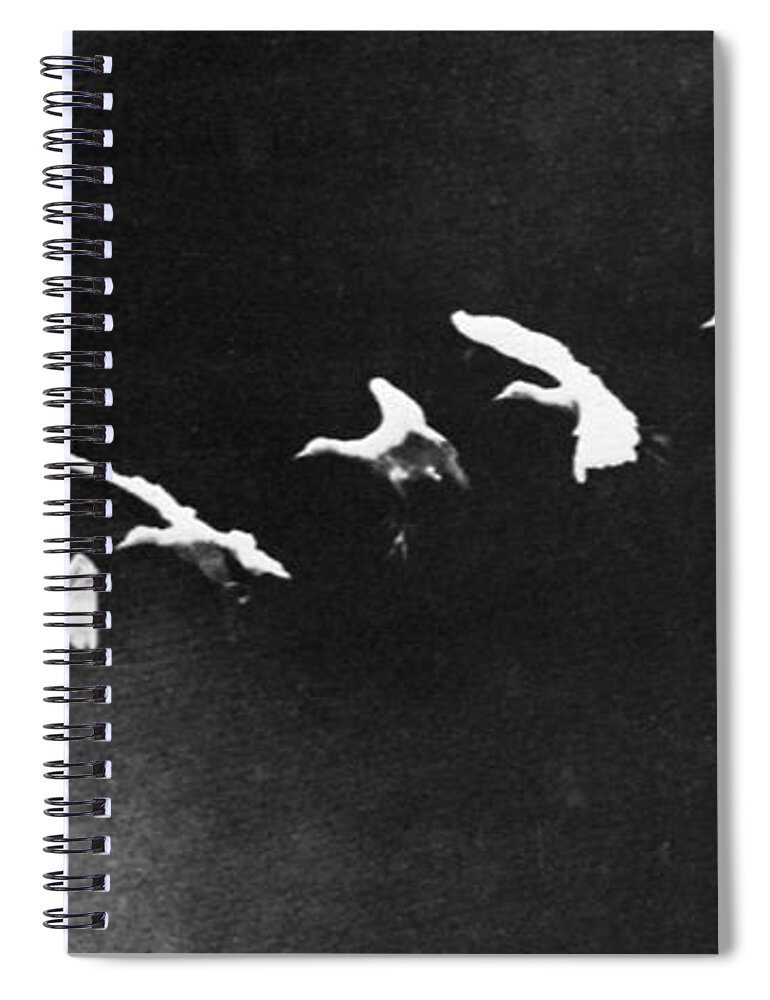 Science Spiral Notebook featuring the photograph Flying Heron, 1886 by Science Source