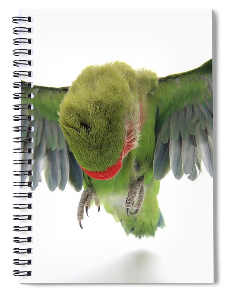 Fly Spiral Notebook featuring the photograph Flying Parrot by Yedidya yos mizrachi