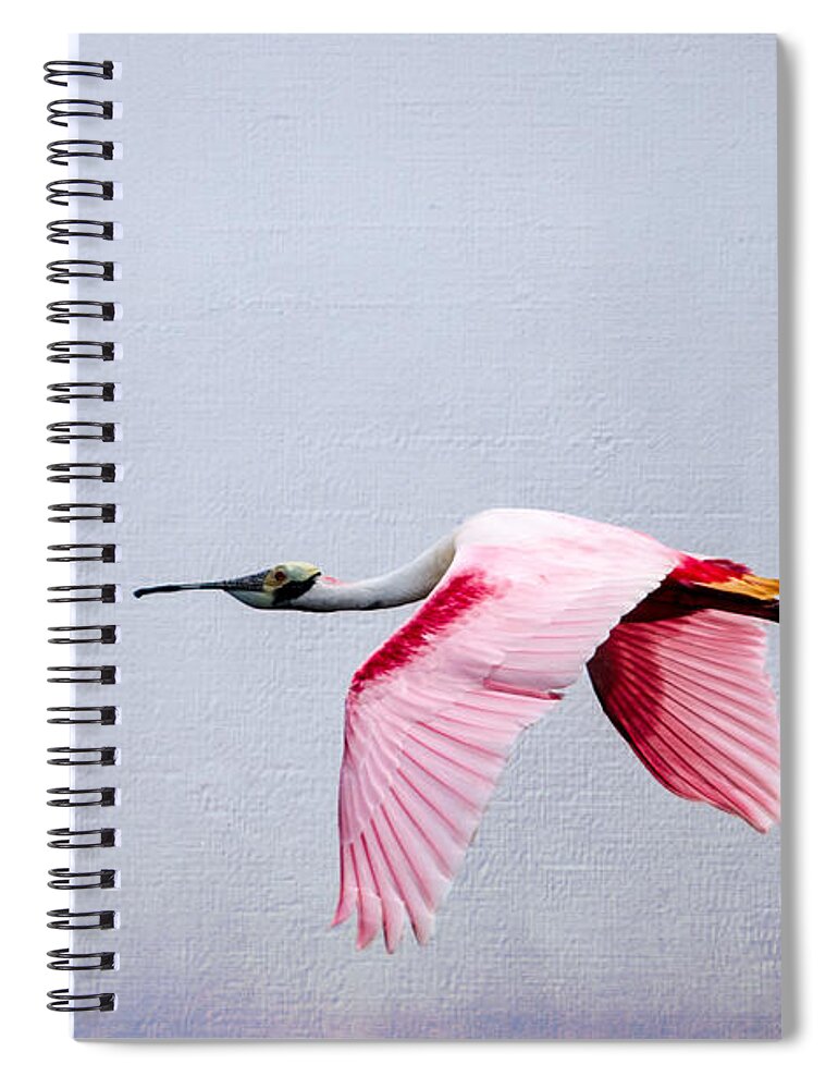 Spoonbill Spiral Notebook featuring the photograph Flying Pretty Roseate Spoonbill by Debra Martz