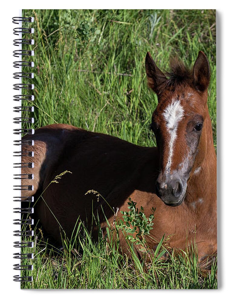Foal Spiral Notebook featuring the photograph Foal in Grass by John Daly