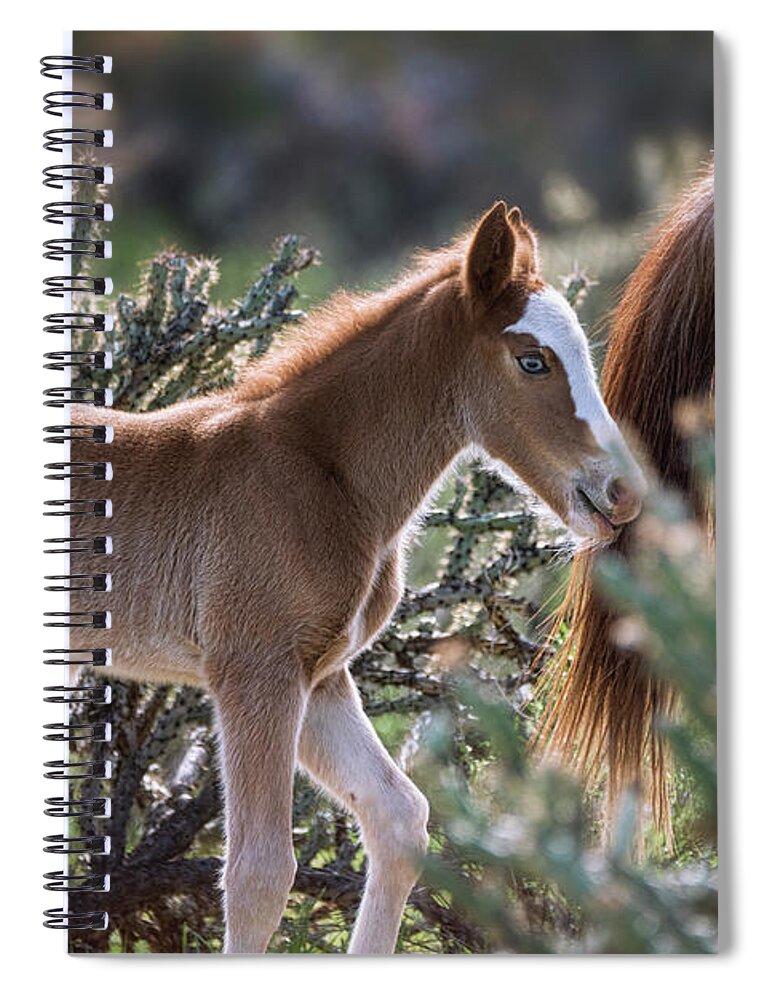 Wild Horses Spiral Notebook featuring the photograph Following in Mama's Footsteps by Saija Lehtonen