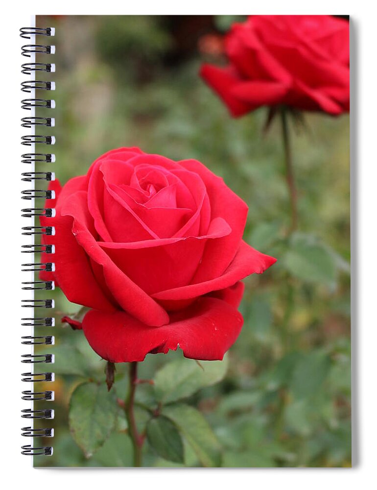 Flowers Spiral Notebook featuring the digital art Foreground Love by Linda Ritlinger