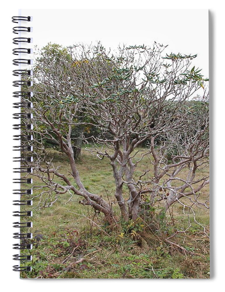 Tree Spiral Notebook featuring the photograph Forest Character Tree by Allen Nice-Webb