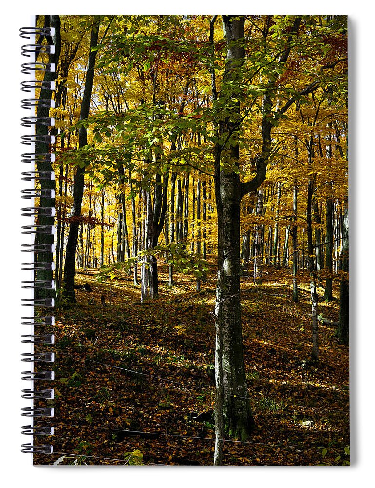 Autumn Spiral Notebook featuring the photograph Forest Floor two by Tim Nyberg