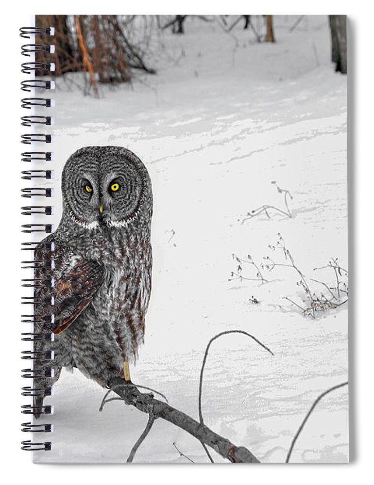 Great Gray Owl Spiral Notebook featuring the photograph Forests Silent Hunter's portrait by Asbed Iskedjian