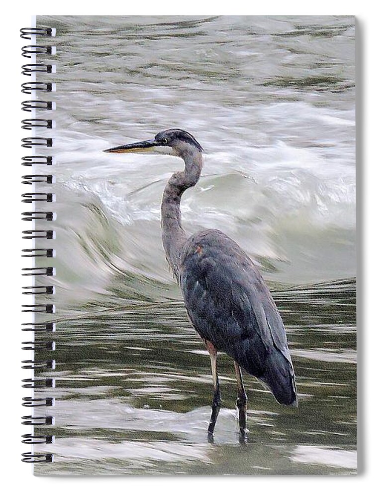Great Blue Heron Spiral Notebook featuring the photograph Forget Me Never by Tami Quigley