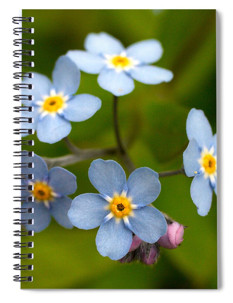 Lehtokukka Spiral Notebook featuring the photograph Forget-me-not by Jouko Lehto