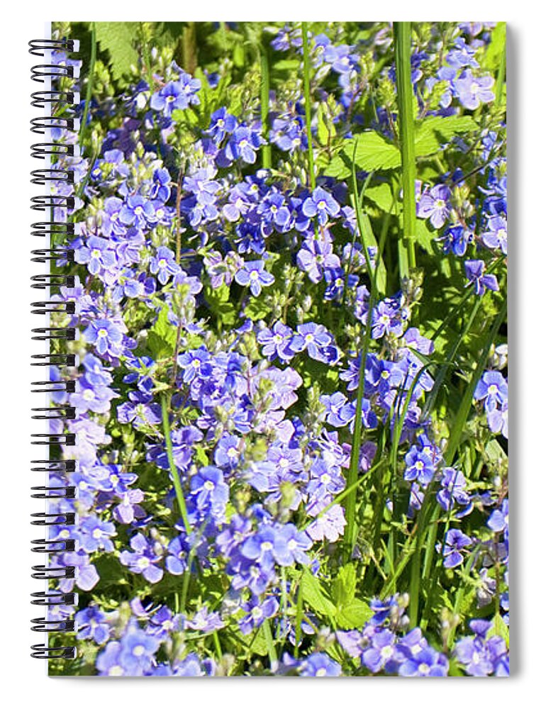 Blossom Spiral Notebook featuring the photograph Forget-me-not - Myosotis by Irina Afonskaya