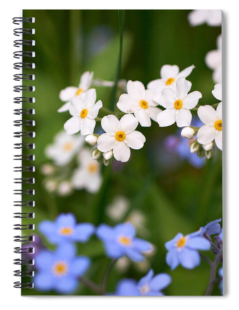 Lehtokukka Spiral Notebook featuring the photograph Forget me nots in white and blue by Jouko Lehto